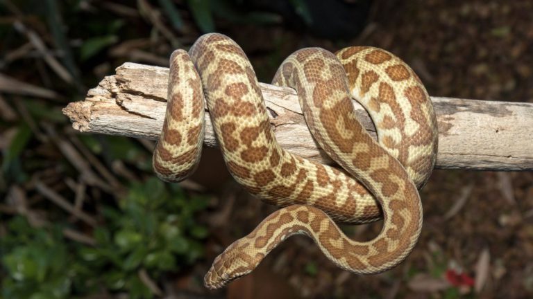 Snake delays Virgin Broome-Perth flight, TV star helps capture Stimson’s python