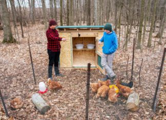 ‘They’re my babies’: what our attitudes to backyard chickens reveals about Australians