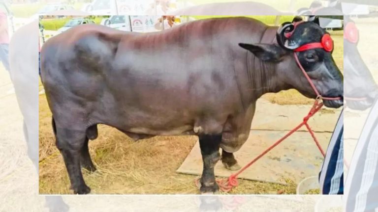 Meet Anmol, India’s $4.3 million buffalo with a royal daily diet