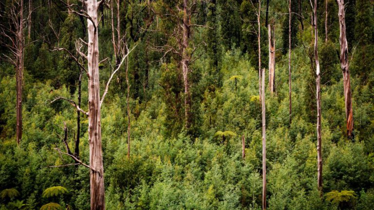 In 2025, let’s make it game on – not game over – for our precious natural world