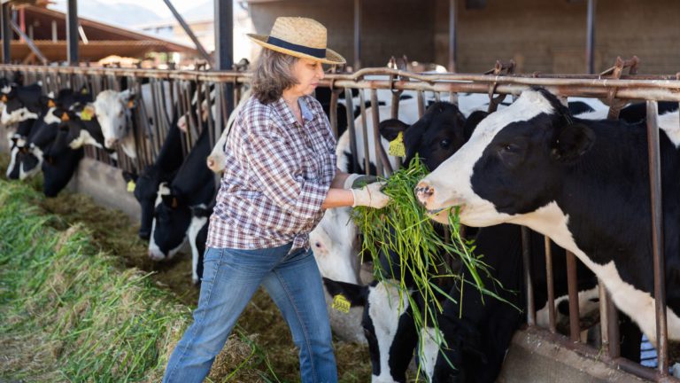 New research reveals why some Australian dairy farmers are considering leaving the industry