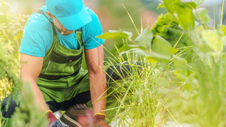 Why do Australia’s seasonal worker numbers continue to fall?