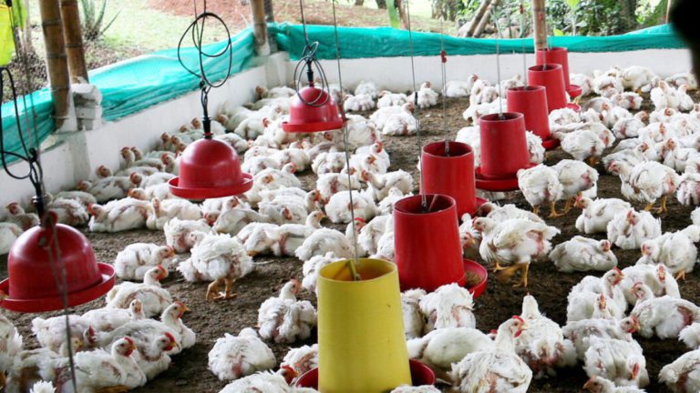 What’s driving avian influenza virus evolution? Human food systems