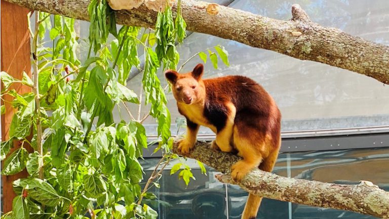 Rare, almost mythical Australian tree kangaroos can finally be studied, thanks to new tech