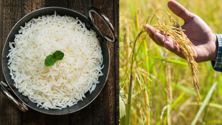 Pakistan spreads misinformation against India on Basmati rice claims in Australia and New Zealand
