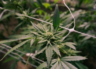 Tree fall sparks police discovery of $246K cannabis crop house in Melbourne