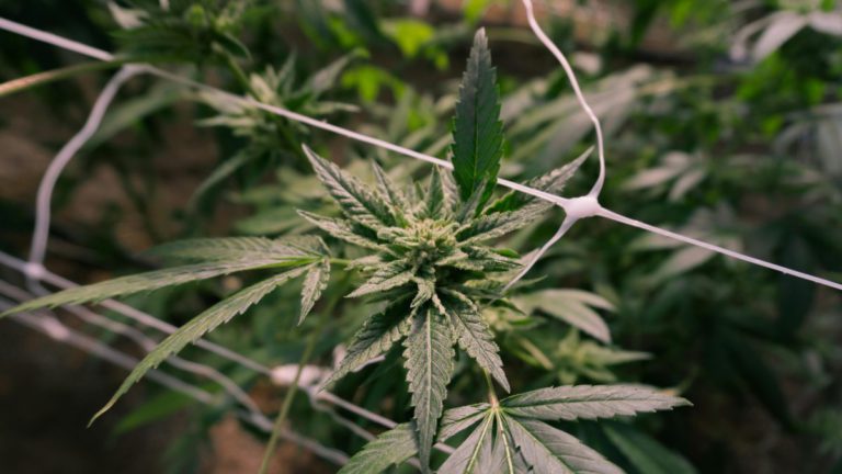 Tree fall sparks police discovery of $246K cannabis crop house in Melbourne