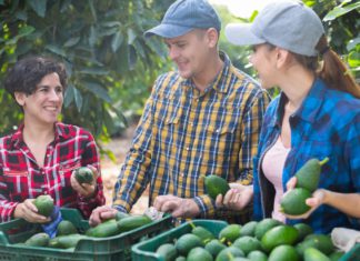 New harvest of Australian avocados set to tap into rising Indian demand
