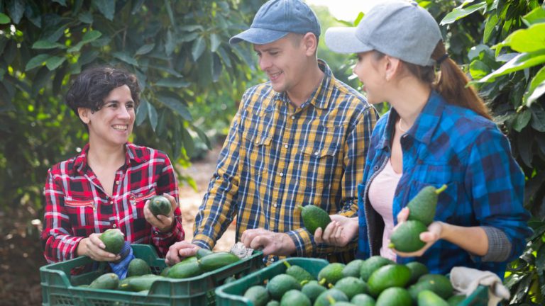 New harvest of Australian avocados set to tap into rising Indian demand
