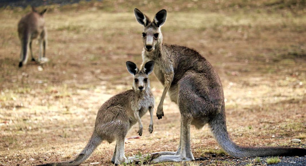 Representative image: Kangaroo (Source: CANVA)