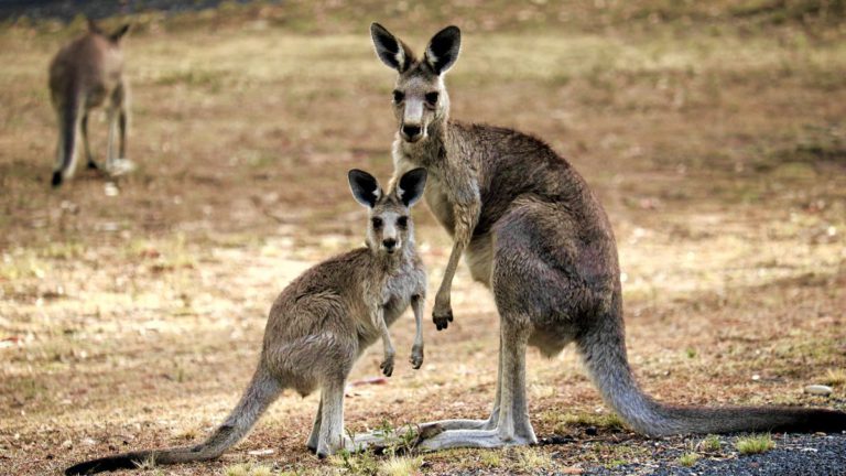 Men charged over alleged cruel killing of kangaroo in Melbourne’s south-east