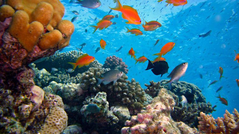 UNESCO expresses ‘utmost concern’ at the state of the Great Barrier Reef