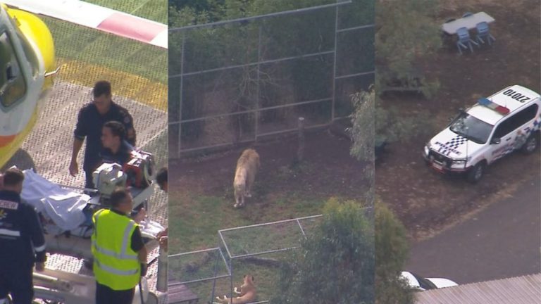 Zookeeper’s arm torn off in horror lion attack at Queensland zoo