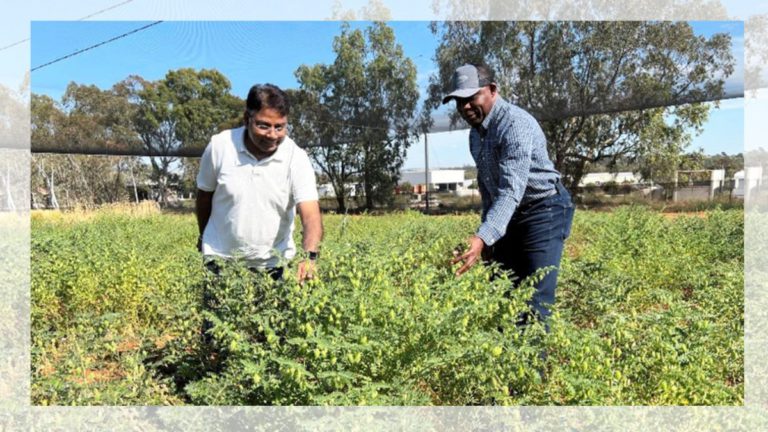 Prof. Rajeev Varshney leads team to decode chickpea genome in milestone for Australian agriculture