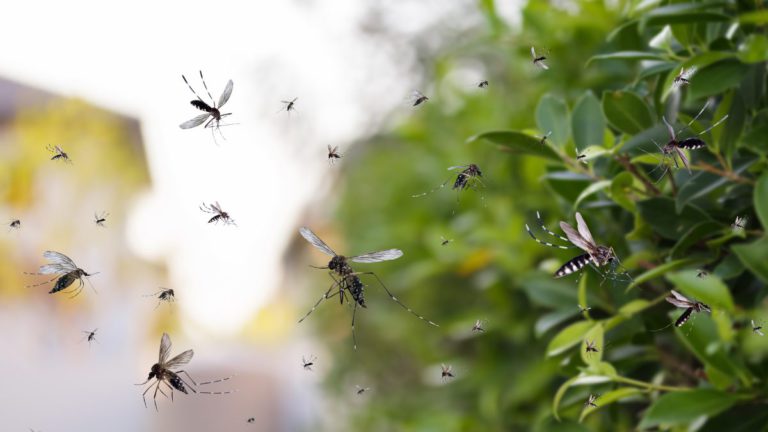 What is chikungunya virus, and should we be worried about it in Australia?