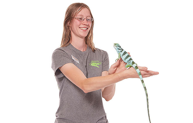 451968 newest fijian iguana header 2