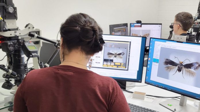 Image: Digitisation supports biosecurity, busfire recovery, environmental management and future science (Source: CSIRO)