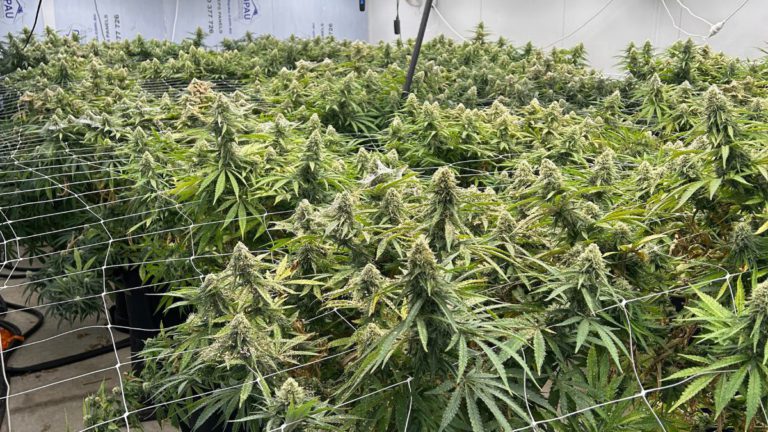 Three men allegedly linked to organised crime arrested in Melbourne