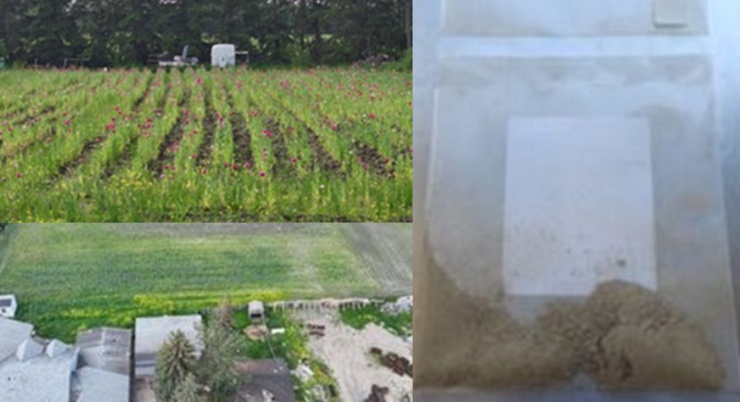 Image: Aerial photo of poppy field (Source: Edmonton Police)