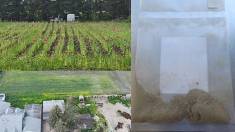 Four Indian-origin men charged after police uncover massive illegal opium poppy farm in Canada