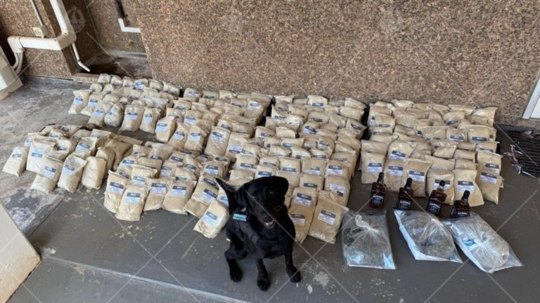 Five arrested and nearly 700kg of Fijian kava seized in major East Arnhem drug crackdown