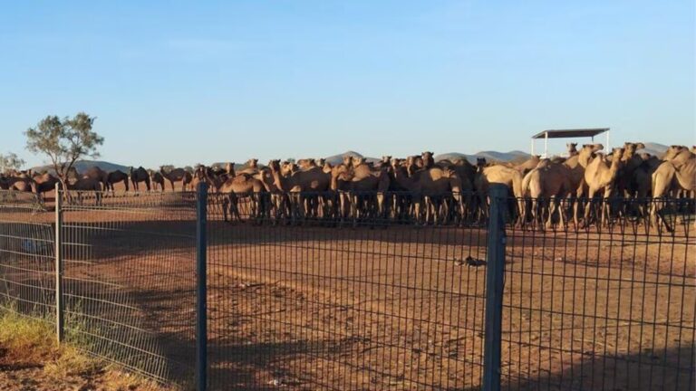 Camels brought from India to build Australia now threaten outback towns
