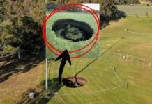 Image Source- Warringal Conservation Society