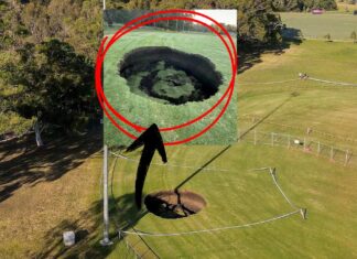 Image Source- Warringal Conservation Society