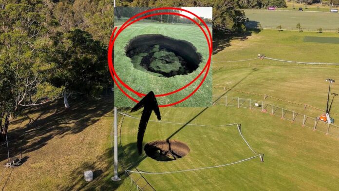 Image Source- Warringal Conservation Society