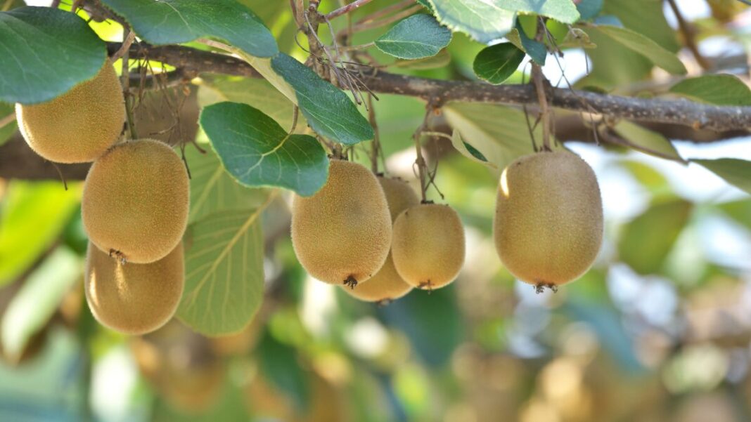 Image: Kiwi fruit farm (Source: CANVA)