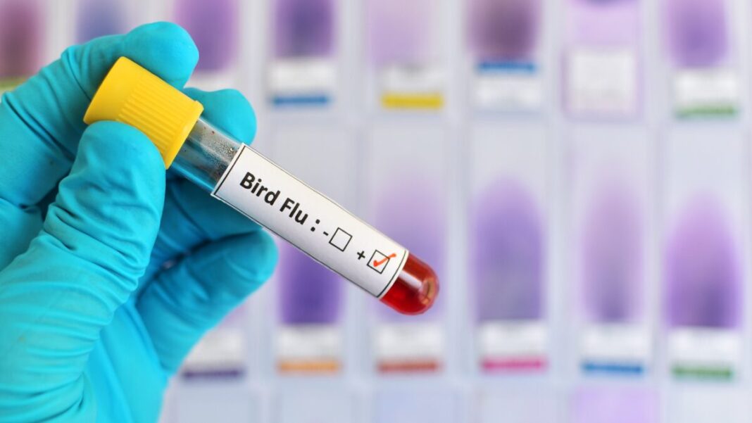 Representative image: Bird Flu (Source: CANVA)