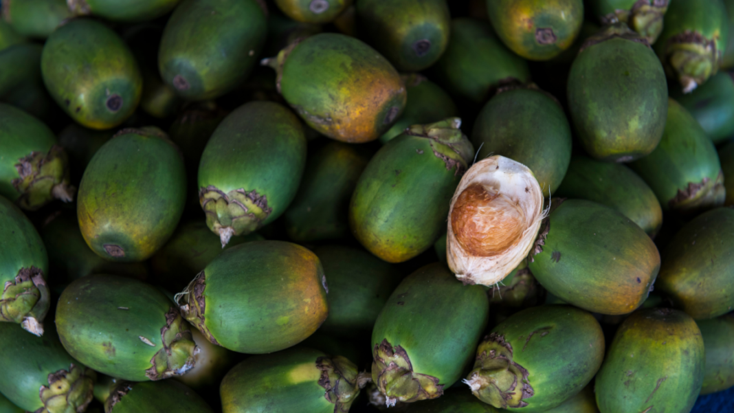 Representative image: Betel nut (Source: CANVA)