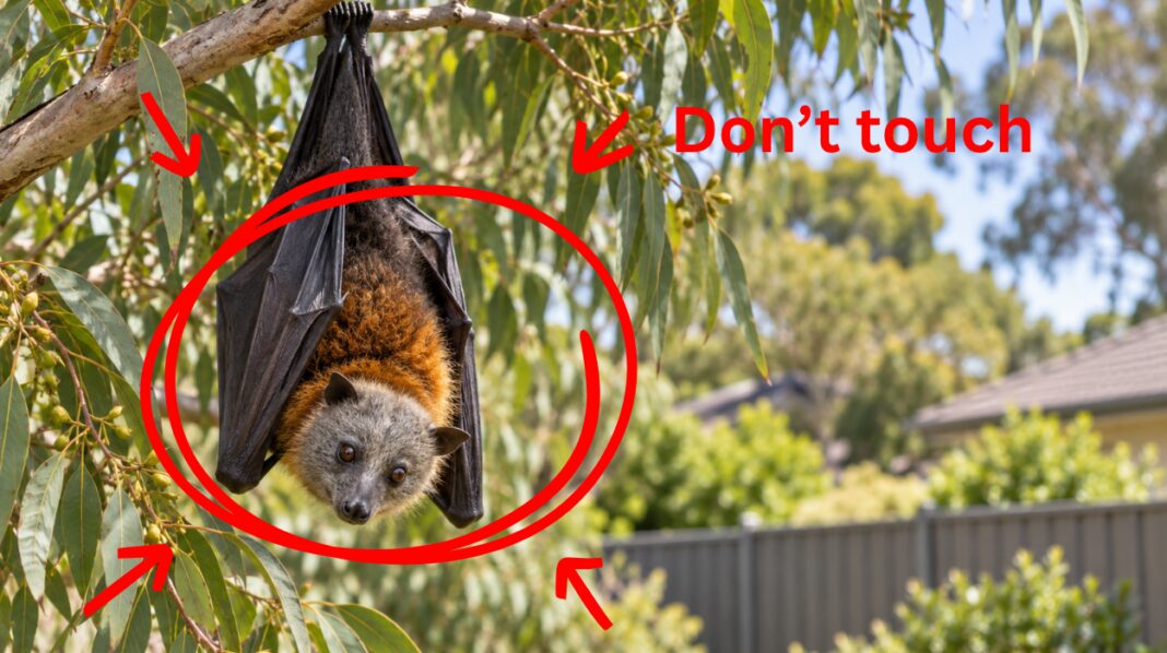 Image Source: AI-generated editorial illustration by The Australia Today Image Source: AI-generated editorial illustration by The Australia Today